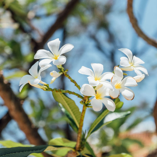 Lueur de Jasmin